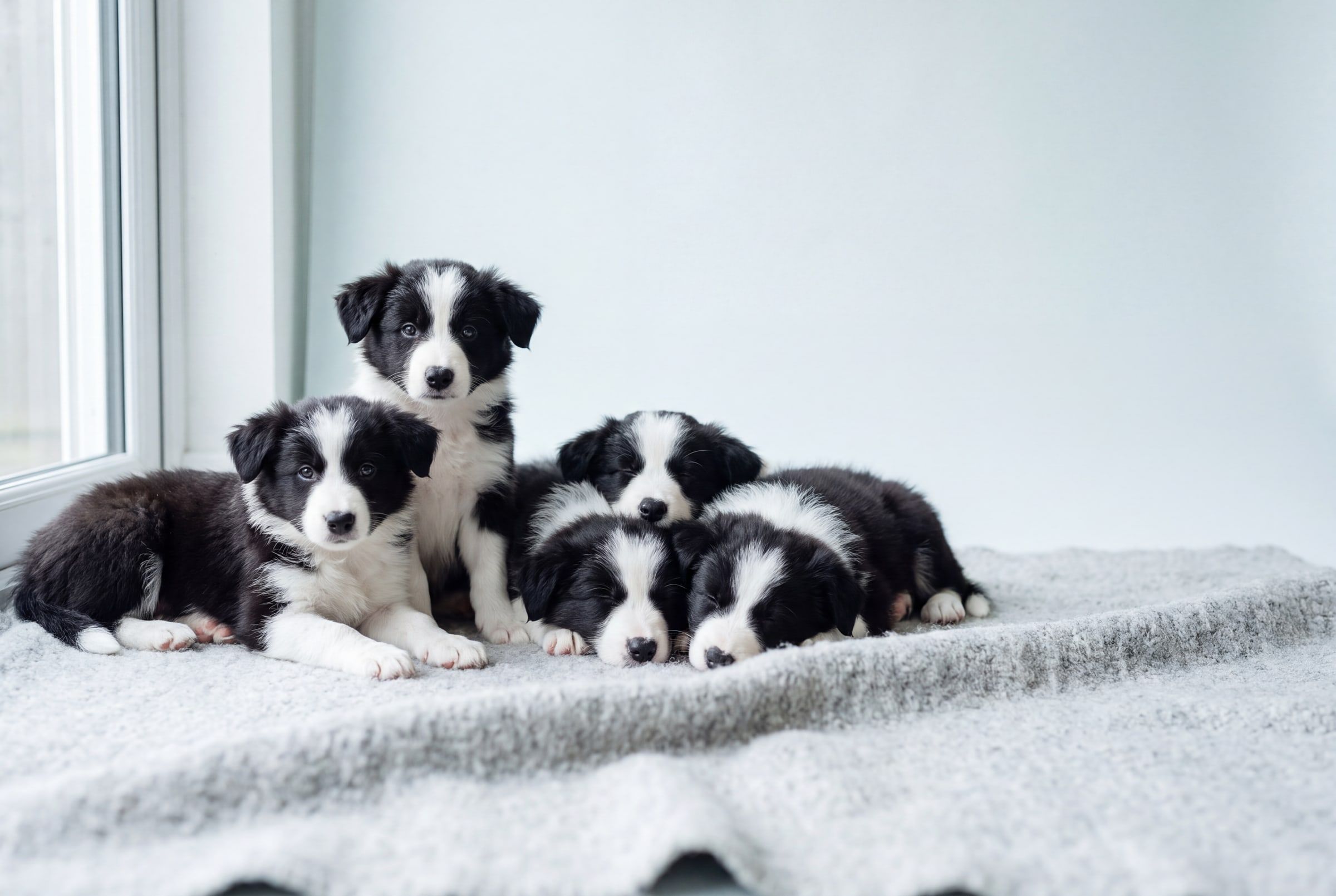 Five border collie puppies lying and sitting together on a light grey wool blanket